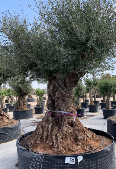 Baum Nr. 53 € verkauft !